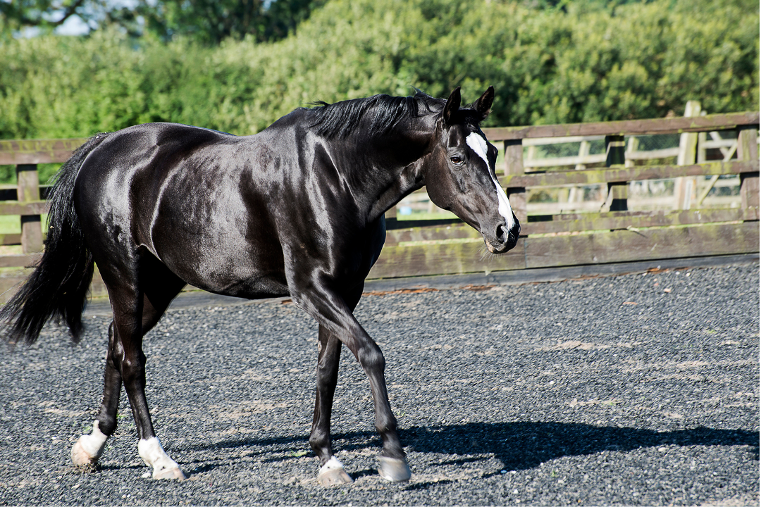 Warmblood Horse Trailer What Size Do You Need?
